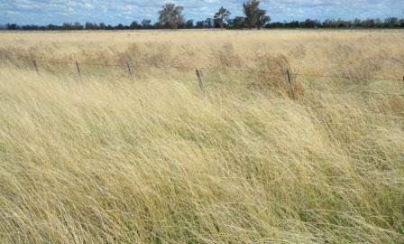 The same wetland when dry.  Photo:  Damien Cook